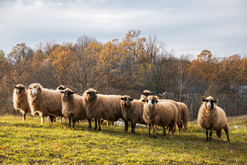 Plakat Herd of sheep in a field at sunset