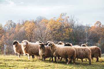 Herd of sheep in a field at sunset