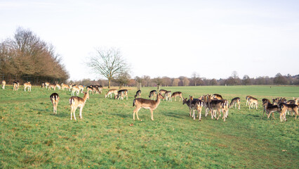 red deer grazing on the meadow in richmond park