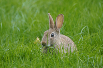 rabbit in the grass