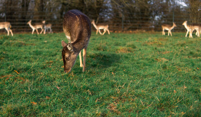 red deer grazing on the meadow in richmond park