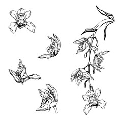 Hand drawn vector ink orchid flowers, stems, leaves, monochrome, detailed outline. Composition with branches. Isolated on white background. Design for wall art, wedding, print, tattoo, cover, card.