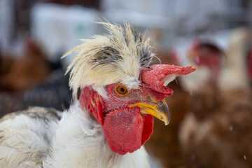 Head of a rooster with a red crest