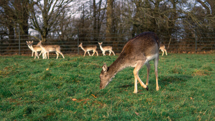 Naklejka na ściany i meble red deer grazing on the meadow in richmond park
