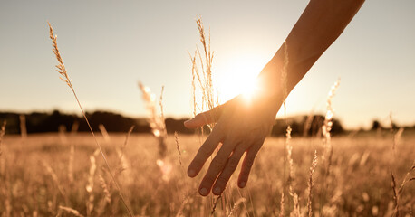 person walking on open field at sunset softly brushing hand over tall grass. Feeling at peace in nature concept