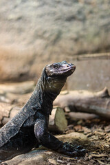 island land iguana