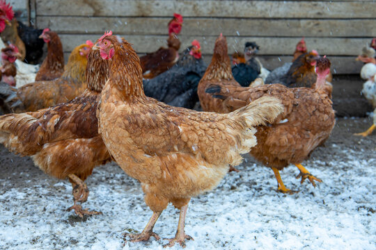 Red chickens on the snowy ground.