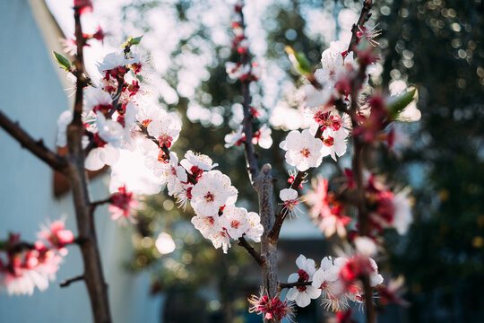 Apricot tree blossoms in Spring