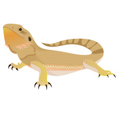 Bearded Dragon Reptile Illustration 