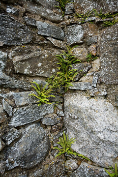 Ferms grow from a mideivel stone escarpment. Ruthven Barracks is an infantry barracks erected in 1719 following the Jacobite rising of 1715, with two ranges of quarters and a stabl
