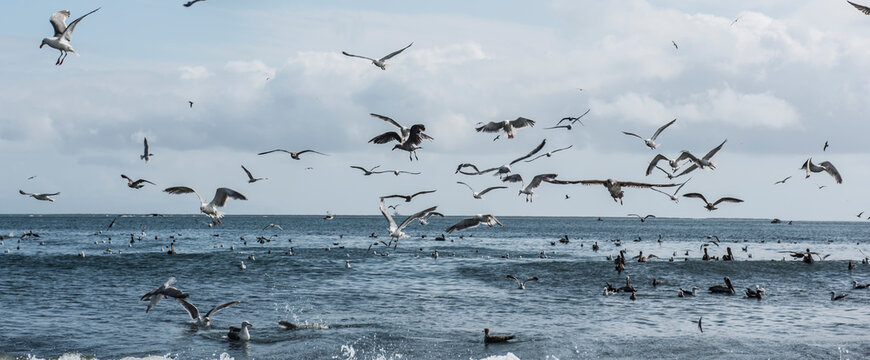 Seagulls flying and swimming near coast of&Acirc;&nbsp;Cape Disappointment State Park, Washington, USA