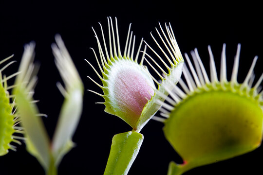The carnivorous Venus Flytrap.