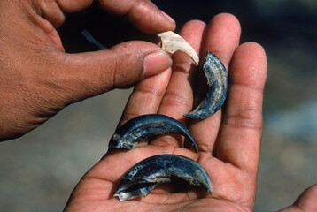 Komodo dragon claws, Komodo Island, Indonesia.