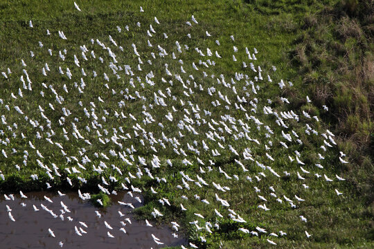 Garcilla Bueyera (Bubulcus ibis). Garamba National Park. Democratic Republic of the Congo