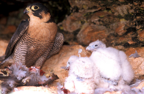 Wild Peregrine Falcon and chicks (Falco peregrinus) in Monfrag&Atilde;&frac14;e National park