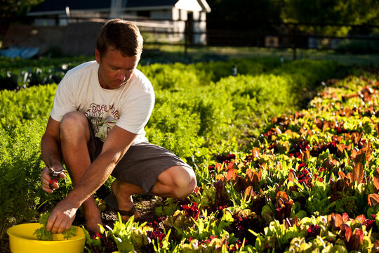 Organic farmer harvesting spring greens.