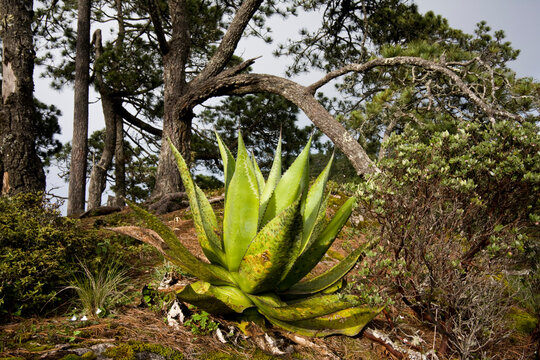 A large maguey plant at the overlook above Benito Juarez in the Sierra Norte Mountains, Oaxaca state, Mexico.