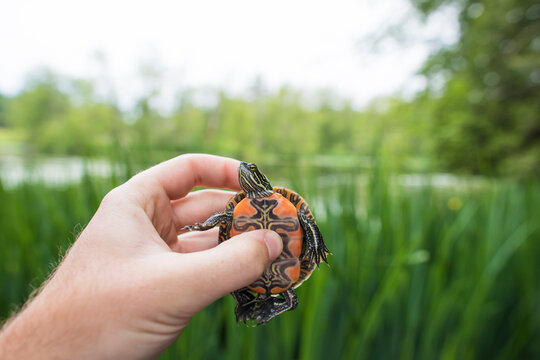 Biologist holds a Western Painted Turtle prior to release