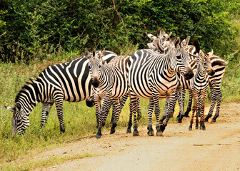Fototapeta na wymiar A heard of Zebras stares in Lake Mburo National Park inUganda