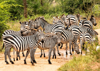 Fototapeta na wymiar A Zebra herd stares in Lake Mburo National Park Uganda