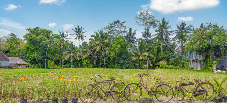 Rusty bicycles in front of rice field in Bali