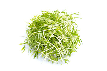 Water spinach sprouts. Organic vegetables