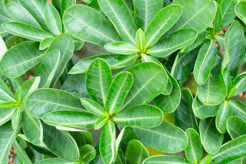 Adenium obesum plant. Green leaves