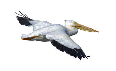 American white pelican. Pelecanus erythrorhynchos