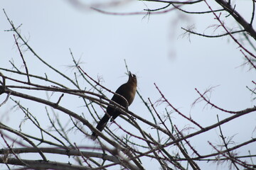 Bird on Branch