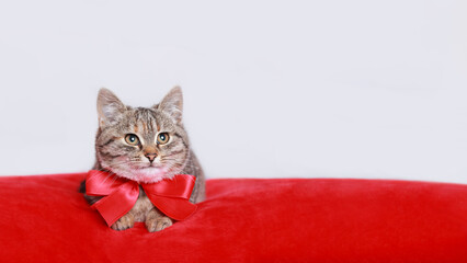Cat posing at camera. 
Valentine's Day. Kitten with red bow rests on a red pillow. Cat gift. Web banner copy space. Valentine's day. Postcard. Greeting card. Happy birthday. Pet
