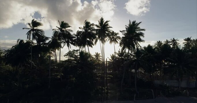 The rays of the sun translucent through the crowns of tall slender palms against the background of blue sky with white clouds. The concept of warm sunny weather of tropical countries