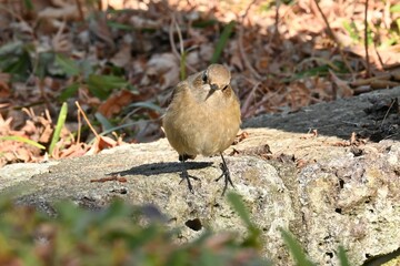 A female Daurian redstart. Passeriformes Muscicapidae. It is a migratory bird often seen in winter in Japan.