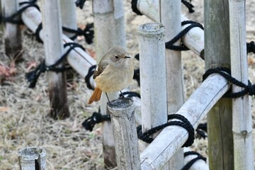 A female Daurian redstart. Passeriformes Muscicapidae. It is a migratory bird often seen in winter in Japan.