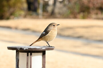 A female Daurian redstart. Passeriformes Muscicapidae. It is a migratory bird often seen in winter in Japan.
