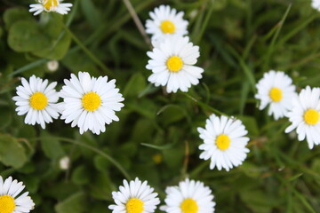 Fototapeta premium daisies in the grass