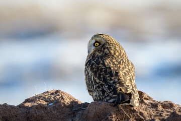 Short-eared Owl perched on a mound of frozen dirt looking to the side