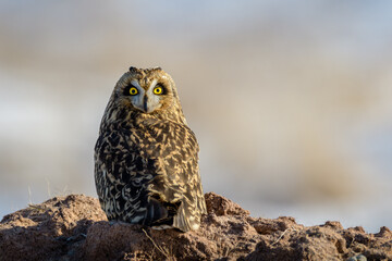 Short-eared Owl perched on a mound of frozen dirt looking at camera