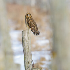 Short-eared Owl perched on old fence post