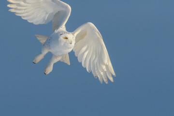 Snowy Owl flying with wings and legs outstretched 