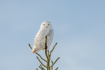 Snowy Owl perched on a tree top with blue sky background  