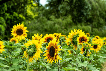 sunflowers in the garden