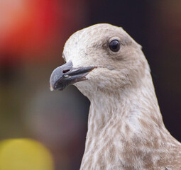 close up of a seagull