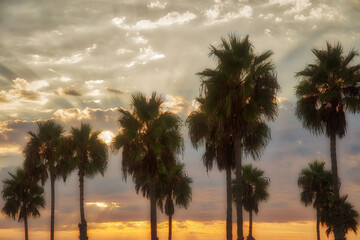 Fototapeta na wymiar Palm Trees at Sunset