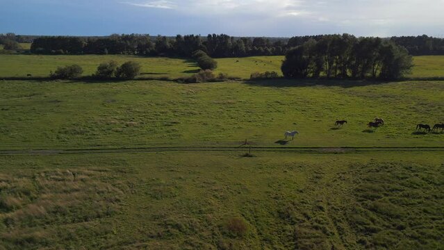 Pasture landscape in the Uckermark area germany. Smooth aerial view flight drone