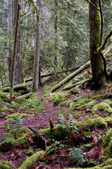 Outdoor winter West Coast forest hiking trails in the rainforest. Nature background.