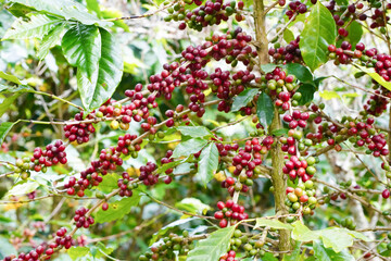 agriculture concept Harvest the Arabica coffee berries of the coffee plant. Farm organic arabica coffee beans, green robusta and arabica coffee berries by farmer's hands.