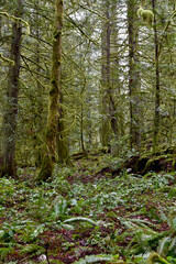 Outdoor winter West Coast forest hiking trails in the rainforest. Nature background.