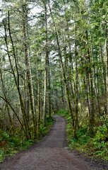 Obraz premium Outdoor winter West Coast forest hiking trails in the rainforest. Nature background.