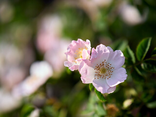 pink and white flowers