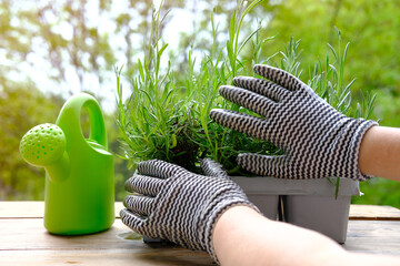 close-up of female hands transplant seedlings from plastic container for seedlings on terrace,...